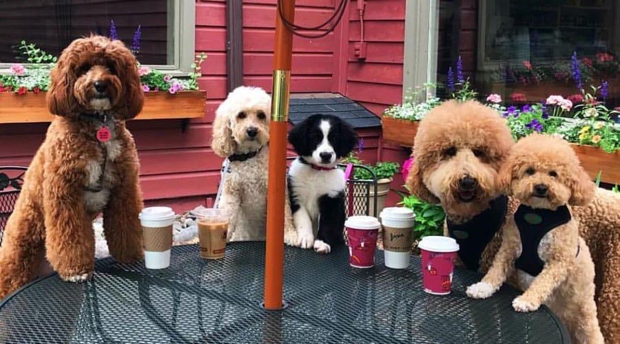 Several dogs sitting at an outdoor table with coffee cups.