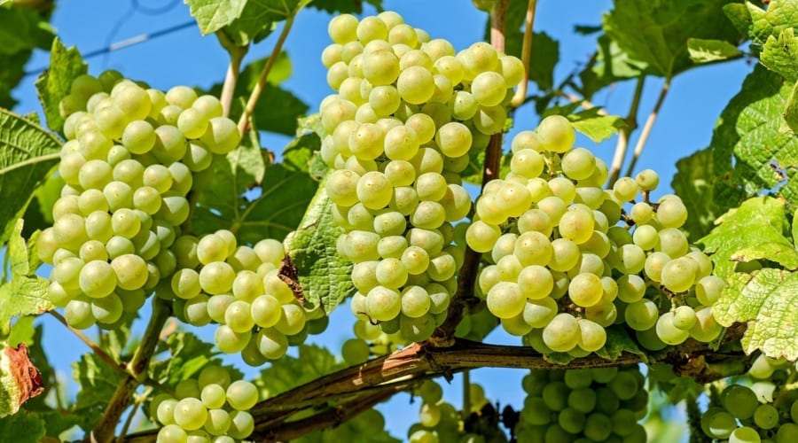 Green grapes on vines.