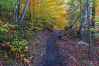 Forest trail with autumn leaves