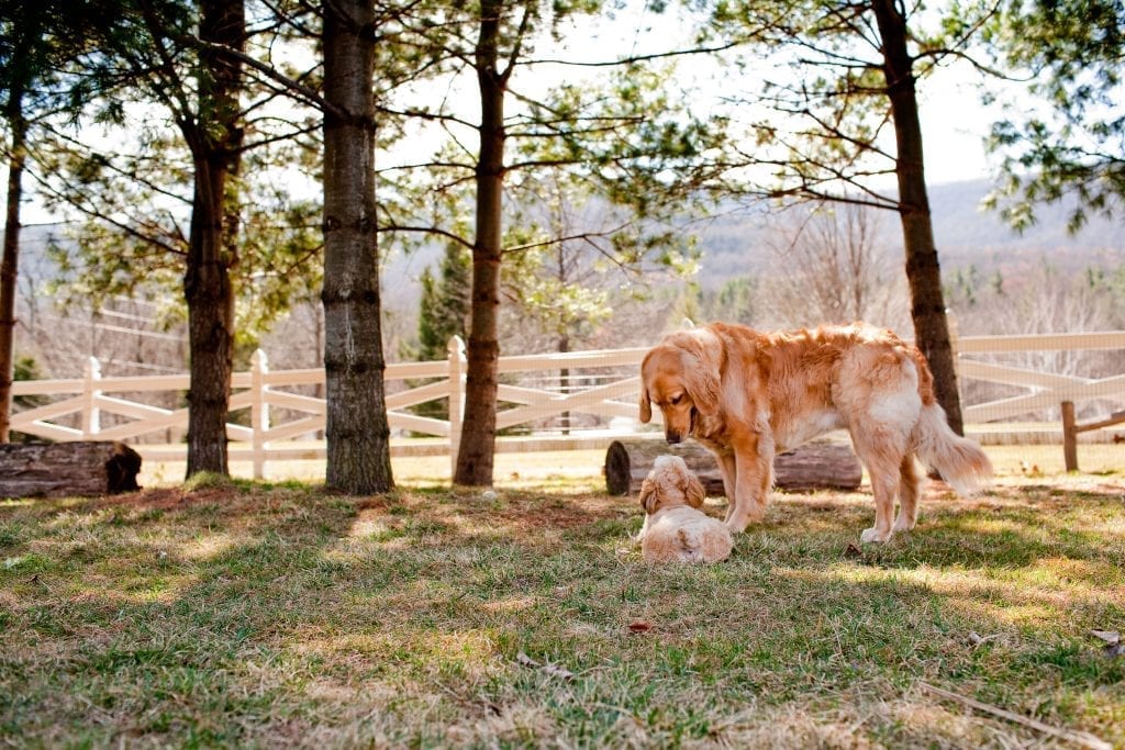 Golden retriever and puppy in a yard