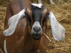 Goat with floppy ears