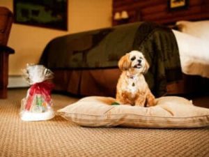 A pet-friendly resort like Emerson offers dog-friendly activities and amenities at its upstate New York resort.
